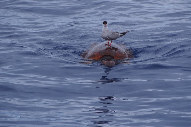 Madeira Dolphin and Whale Watching on a Ecological Catamaran - Comfort, Seasickness, and What to Pack for a Wet, Windy Return