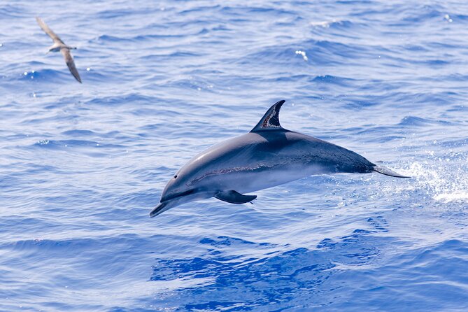 Madeira Dolphin & Whale Watching Tour - Madeira Dolphin and Whale Watching from Funchal, with a marine biologist
