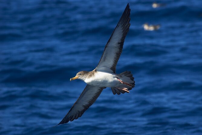 Madeira Dolphin & Whale Watching Tour - What you learn on board, especially with Raquel’s commentary