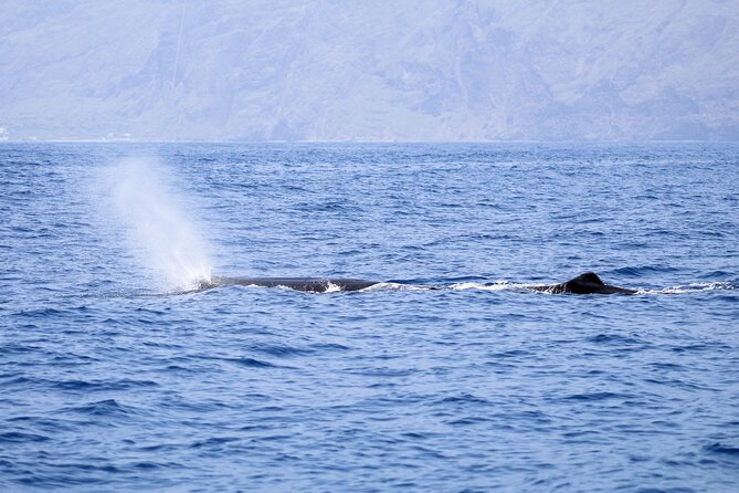 Madeira Dolphin & Whale Watching Tour - The sailing views: Madeira’s coast from the sea