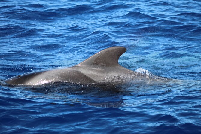 Madeira Dolphin & Whale Watching Tour - What you might see: pilot whales, dolphins, and more