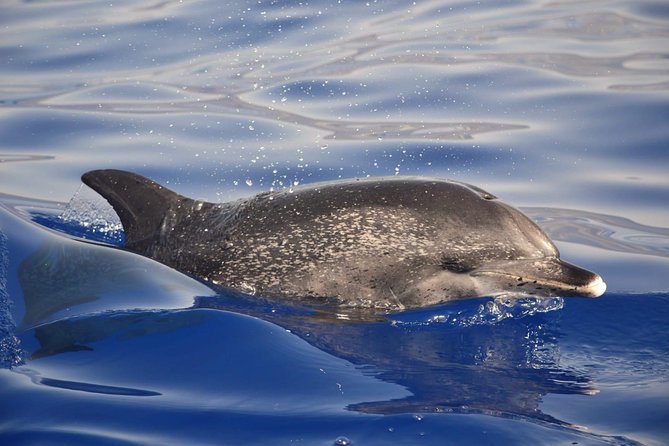 Madeira Dolphin & Whale Watching Tour - Comfort and packing: wind, spray, and motion sickness tips