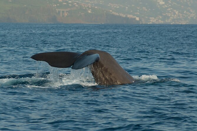 Madeira Dolphin & Whale Watching Tour - Where the tour starts at Cais 8, Marina do Funchal