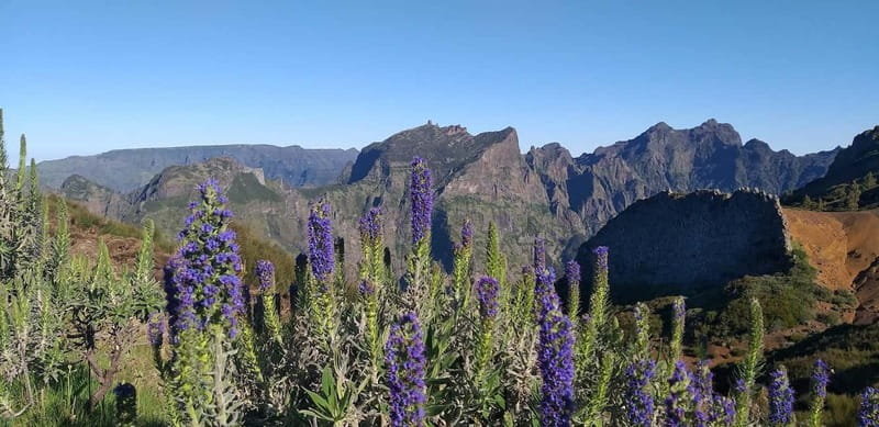 Madeira East Island Tour and Levada Walk - Pickup, Minibus Comfort, and How the 8-Hour Timing Actually Works