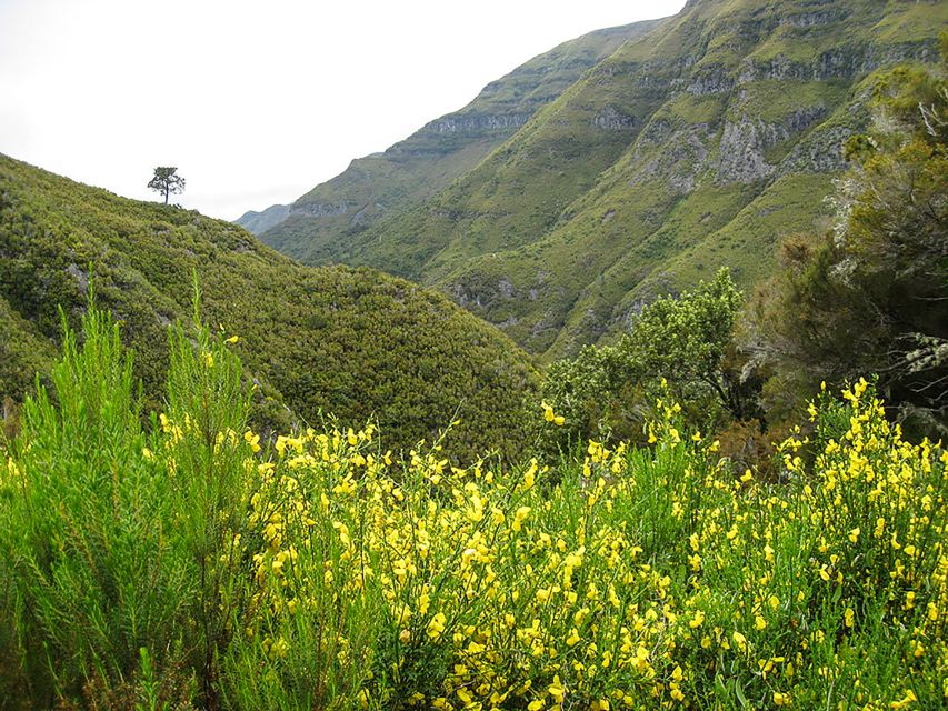 Madeira: Enjoy a Guided Levada Walk in the Rabaçal Valley - Walking the levada system, why it feels different from normal trails