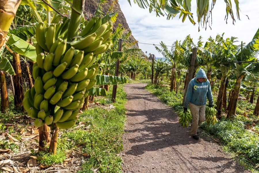 Madeira: Faja dos Padres Private Sightseeing Tour - Madeiran food context: why not having food included is actually useful