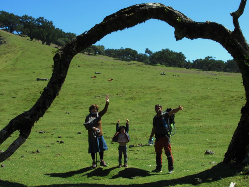 Madeira: Fanal Forest Guided Hiking Tour - Why This Fanal Forest Hike Feels Special
