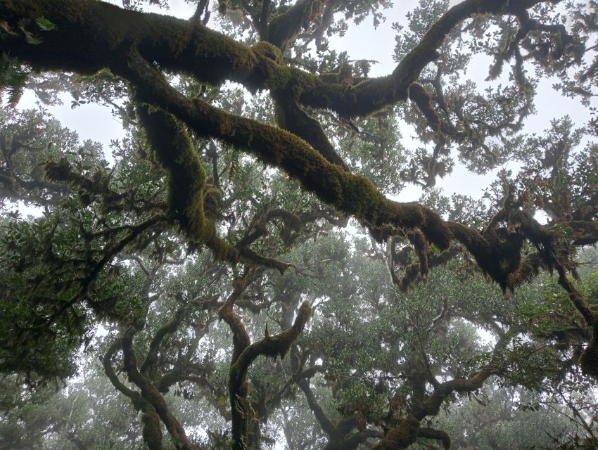 Madeira: Fanal Forest Guided Hiking Tour - From Hotel Pickup to the 75-Minute Drive That Sets the Mood