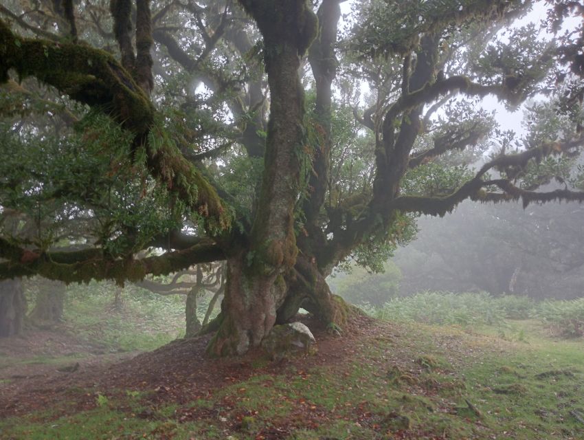 Madeira: Fanal Forest Guided Hiking Tour - The 105-Minute Hike: Centuries of Trees, Plus Real-Time Trail Advice
