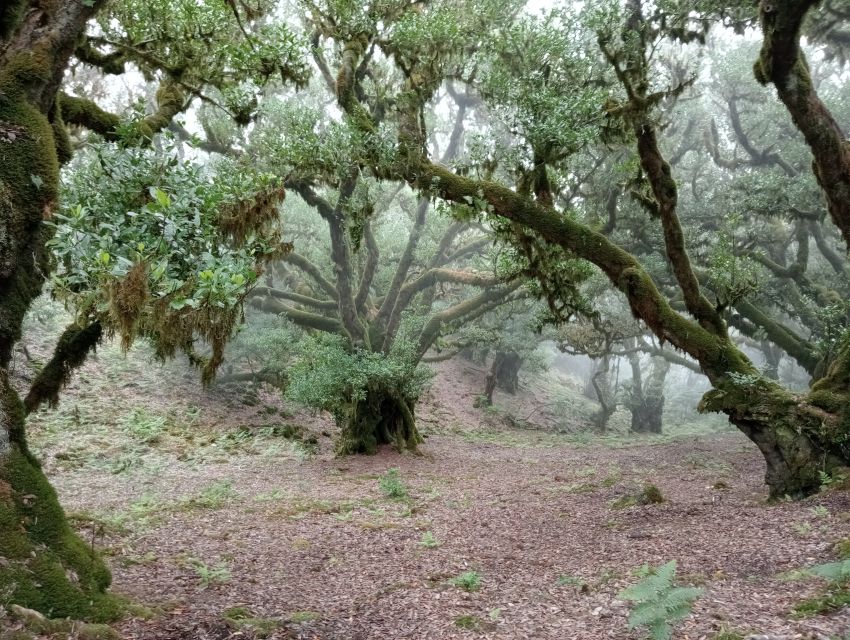 Madeira: Fanal Forest Guided Hiking Tour - Who This Tour Fits Best