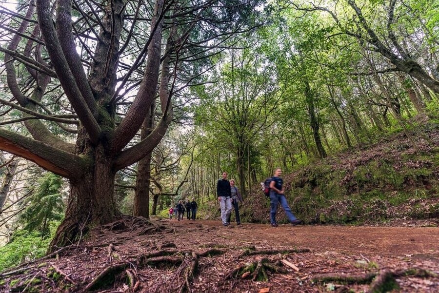 Madeira: Full-Day Laurel Forest Guided Walking Tour - Key highlights to look for