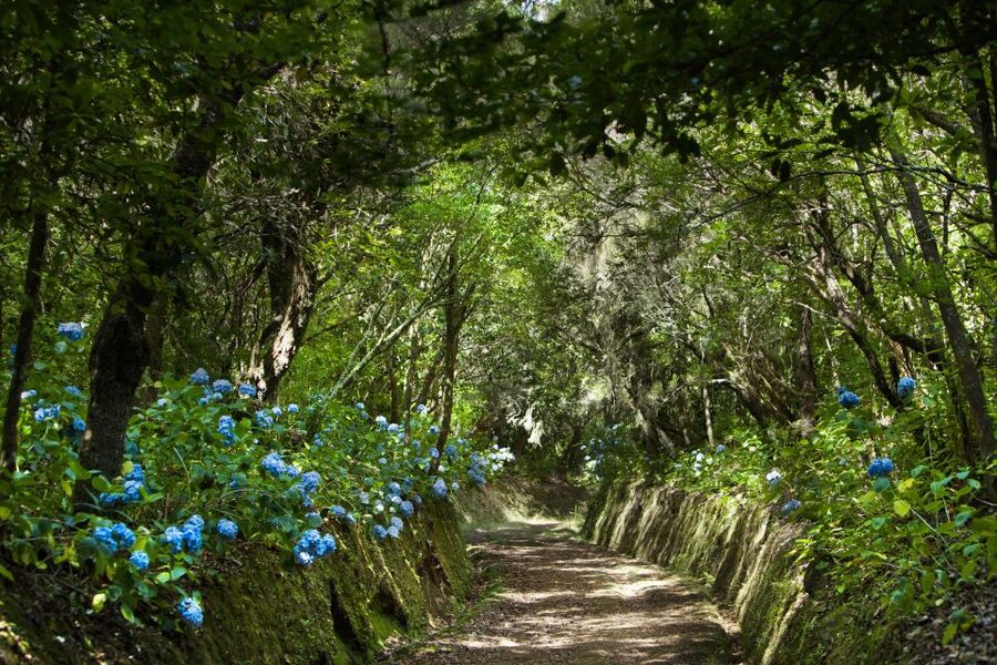 Madeira: Full-Day Laurel Forest Guided Walking Tour - Walking a levada that feels like the island’s secret route