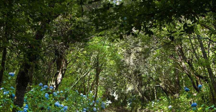 Madeira: Full-Day Laurel Forest Guided Walking Tour - Entering the Queimadas laurel forest and finding the thatched-house landmark