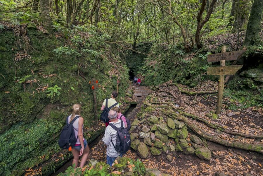 Madeira: Full-Day Laurel Forest Guided Walking Tour - The return path: same route, so go ready for tunnels again