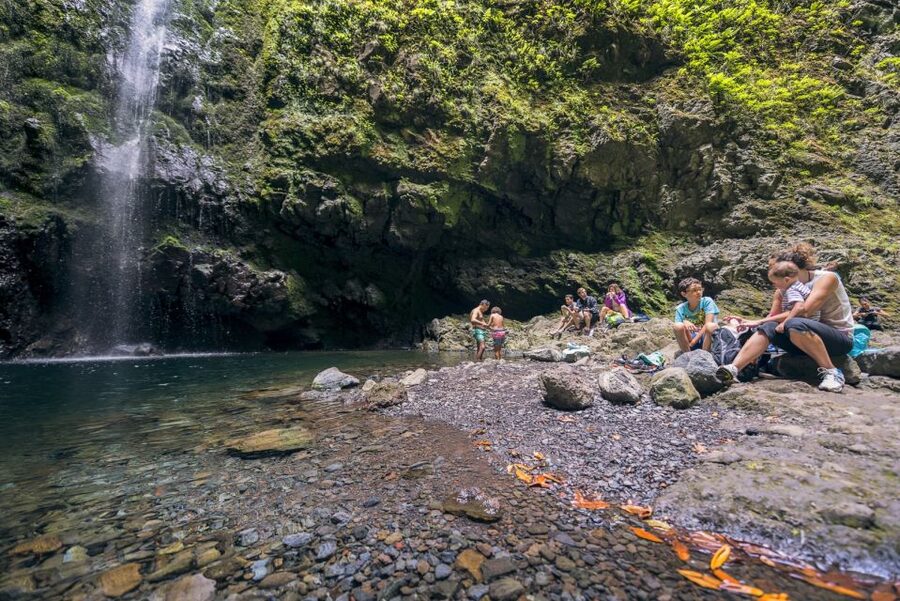 Madeira: Full-Day Laurel Forest Guided Walking Tour - Getting to the trail: vans, pickup towns, and timing you can count on