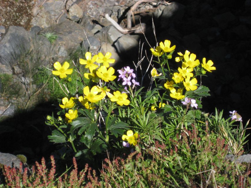 Madeira: Full-Day Pico Ruivo / Achada do Teixeira Walk - Who This Hike Suits, and Who Should Skip It