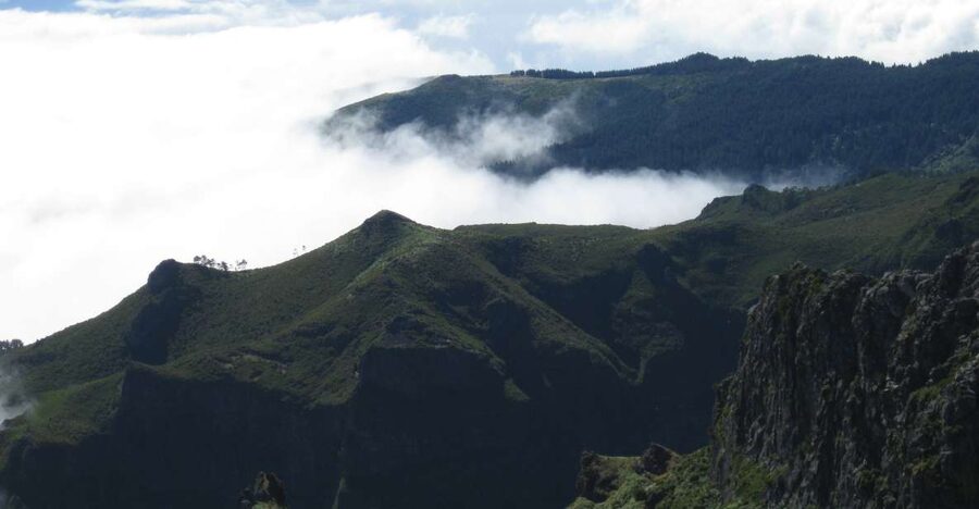 Madeira: Full-Day Pico Ruivo / Achada do Teixeira Walk - Old Heather Forest on Madeira, and the Story Behind It