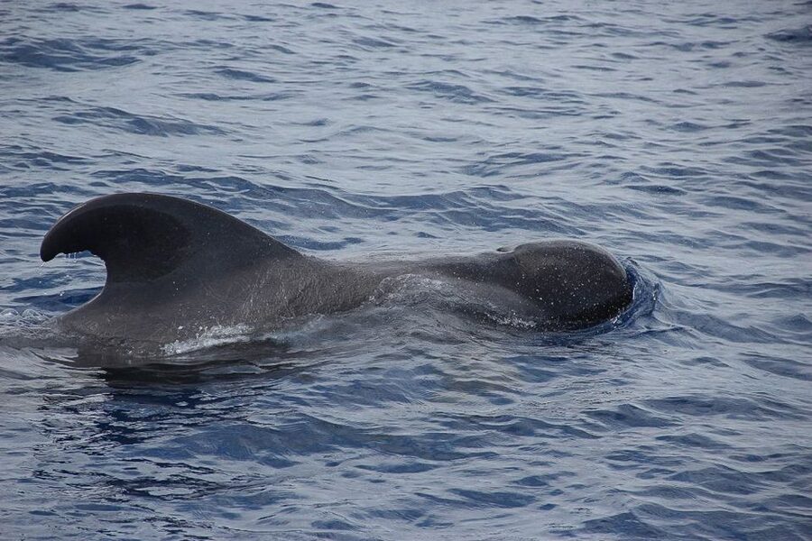 Madeira: Funchal Sunset Tour by Catamaran - Cabo Girao cliff stop: swimming and snorkeling off the catamaran
