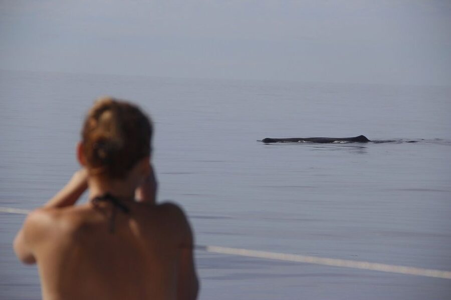 Madeira: Funchal Sunset Tour by Catamaran - Price and value at about $47: why this feels fair