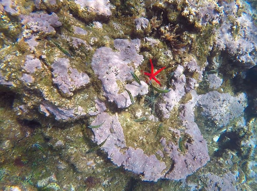 Madeira: Garajau Nature Reserve Kayak and Snorkel Tour - Weather Backup: Exploring From Your Kayak When Conditions Change