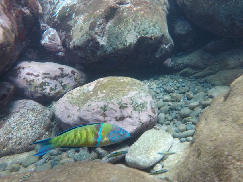 Madeira: Garajau Nature Reserve Kayak and Snorkel Tour - The Guide Factor: Languages and How Instruction Works