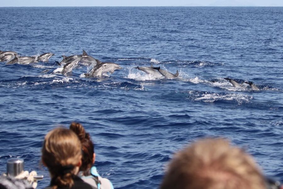 Madeira: Guaranteed Whales or Dolphins Watching Tour - Key Things That Make This Madeira Whale Watching Worth Your Time
