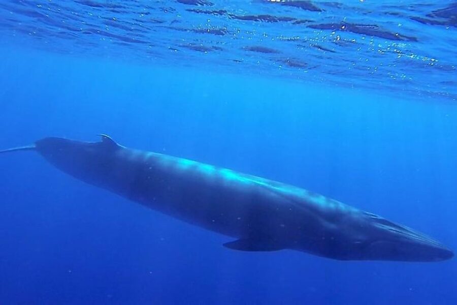 Madeira: Guaranteed Whales or Dolphins Watching Tour - Who This Tour Fits, and Who Should Skip It