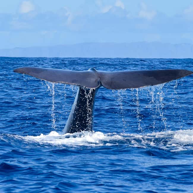 Madeira: Guaranteed Whales or Dolphins Watching Tour - Funchal Check-In at Blue Safari Madeira, Door 4