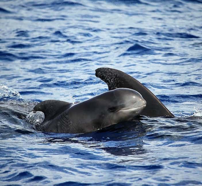 Madeira: Guaranteed Whales or Dolphins Watching Tour - Capt. Marco and the Marine Guide Team You Actually Want to Hear