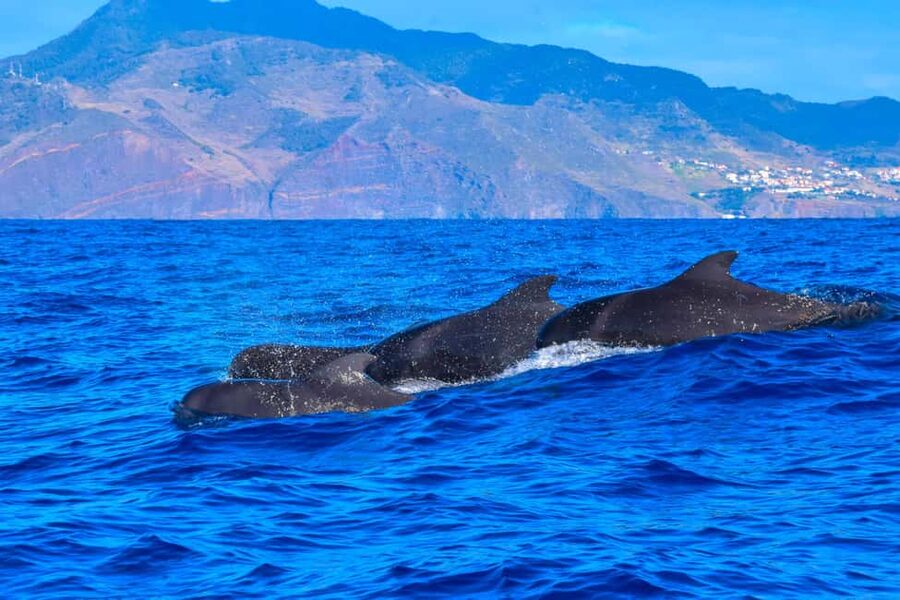 Madeira: Guaranteed Whales or Dolphins Watching Tour - The Madeira Cetaceans: What You Can See Off the Coast