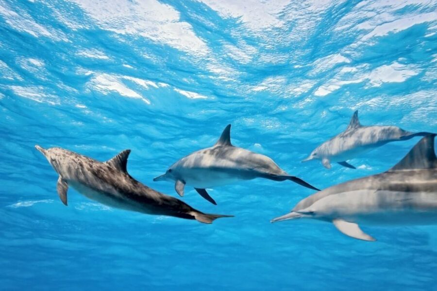 Madeira: Guaranteed Whales or Dolphins Watching Tour - How the Tour Handles a No-Sighting Day