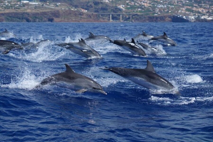 Madeira: Guaranteed Whales or Dolphins Watching Tour - Ethical Watching in Practice: No Feeding, No Chasing