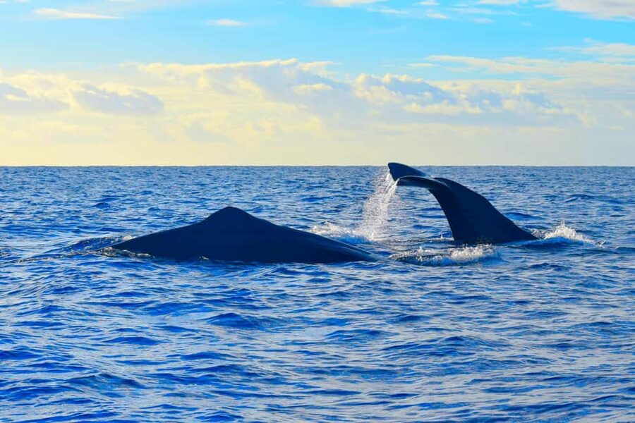 Madeira: Guaranteed Whales or Dolphins Watching Tour - Bonus Wildlife: Turtles, Sea Birds, and Other Surprises