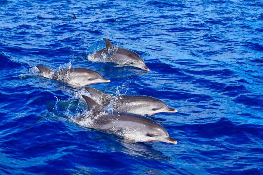 Madeira: Guaranteed Whales or Dolphins Watching Tour - 2 Hours on the Water: Speed, Comfort, and How Spotters Help