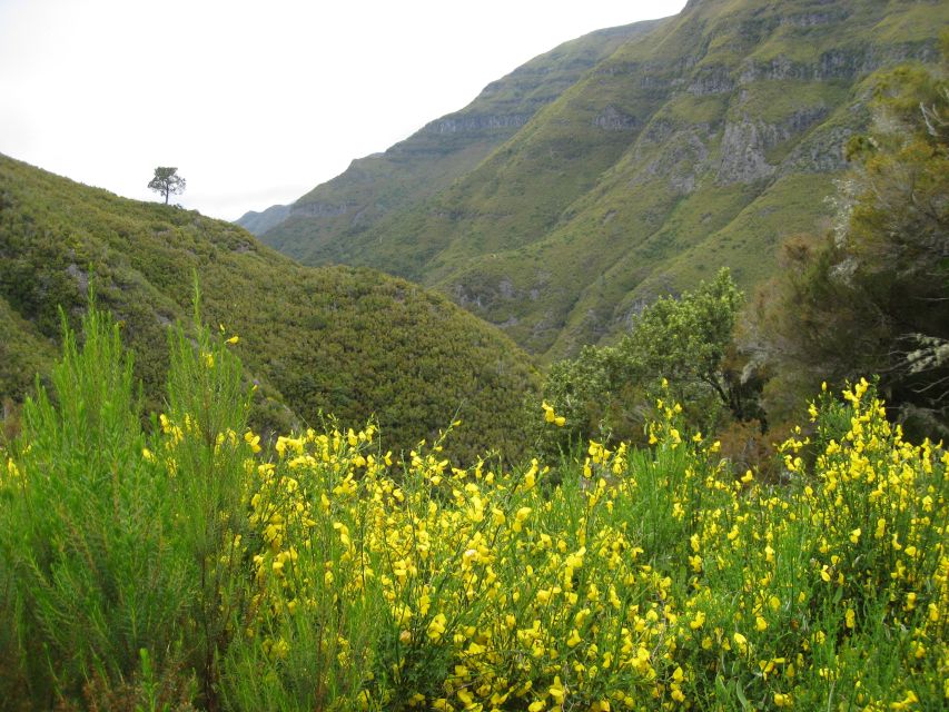 Madeira: Guided Full-Day Rabaçal Walk - Down to the Levada of 25 Fontes: when the trail becomes work