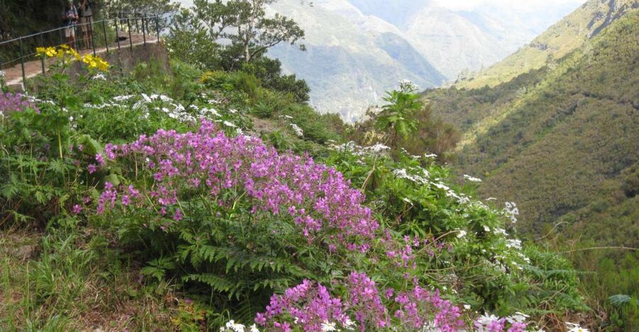 Madeira: Guided Full-Day Rabaçal Walk - Risco Waterfall and Laurissilva Forest: the walk that feels alive