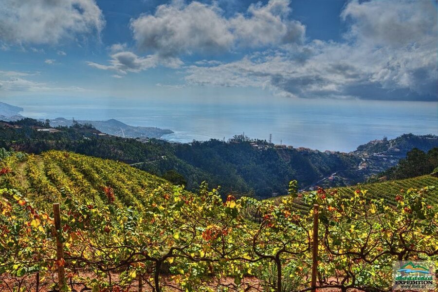 Madeira: Half-Day Nun's Valley and Sea Cliff Tour - A Local Bar Break: Coffee, Spirits, and a Workshop Stop