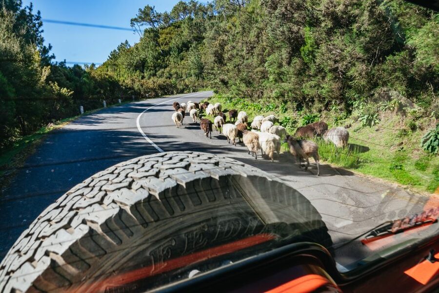 Madeira: Half-Day Pico Arieiro Jeep Tour - Portela viewpoint to Porto da Cruz, then Machico before the ride back
