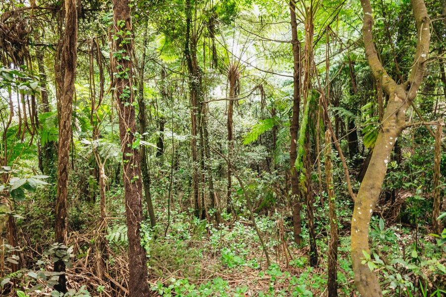 Madeira: Half-Day Pico Arieiro Jeep Tour - Who should book this Jeep tour, and who might want alternatives