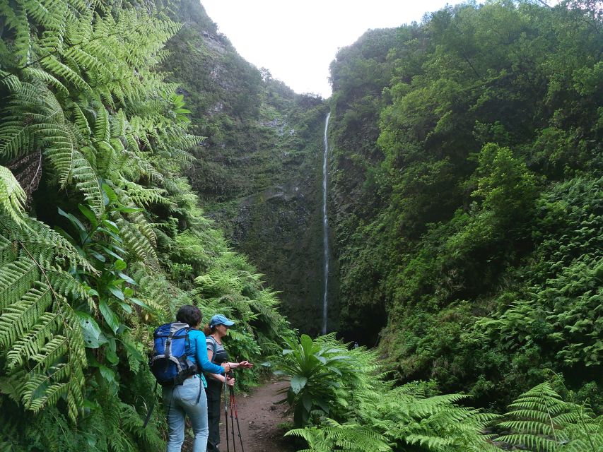 Madeira Island: Caldeirão Verde Levada Walk - Key things I’d focus on before you go