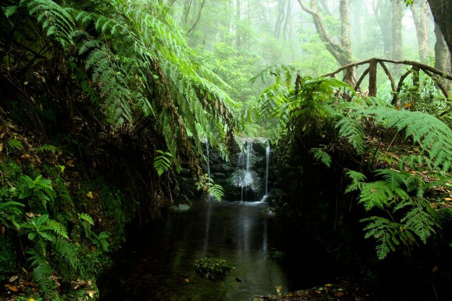 Madeira Island: Caldeirão Verde Levada Walk - Caldeirão Verde: the waterfall, the lagoon, and why the break is the real payoff