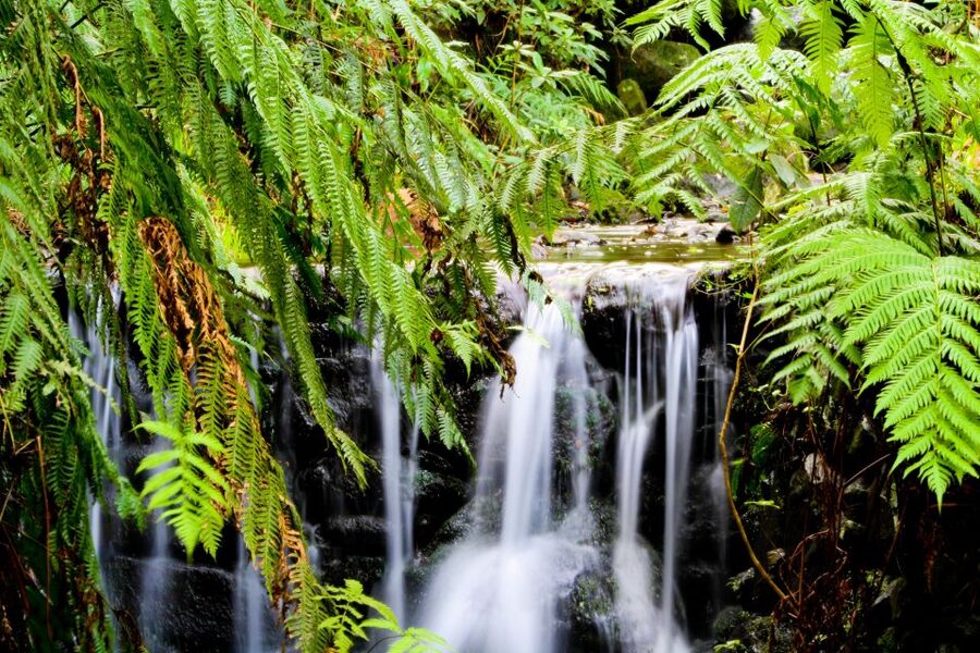 Madeira Island: Caldeirão Verde Levada Walk - Tunnels, timing, and why you may want to manage your expectations