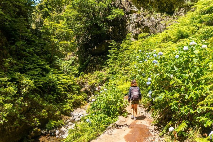 Madeira: Jungle Fever Levada Caldeirao Verde Hike Santana - Key highlights worth marking