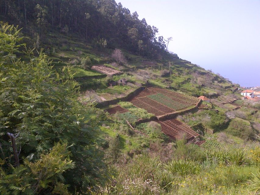 Madeira: Levado do Norte 2-Hour Hiking Tour - From Cabo Girão down toward Boa Morte in Ribeira Brava
