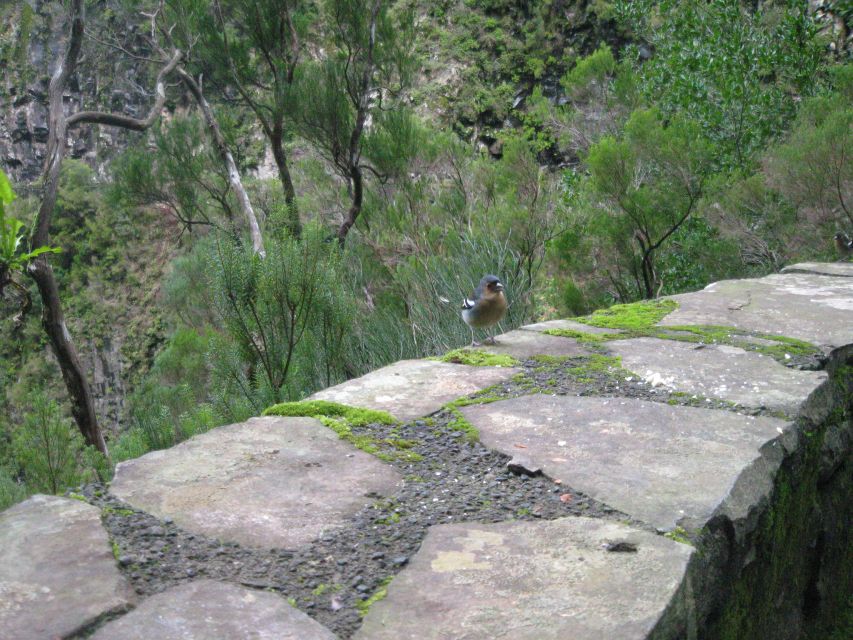 Madeira: Mountain Walk with Lagoon and Waterfalls - Paúl da Serra Plateau and the Risco Waterfall Detour
