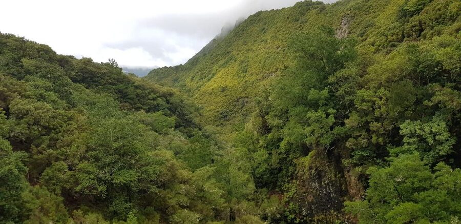 Madeira: Mountain Walk with Lagoon and Waterfalls - Group Size, Pacing, and How to Get the Best Day Possible
