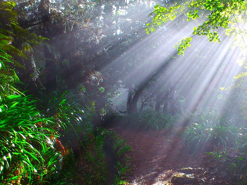 Madeira: Paradise Valley Levada Walk - Why the Levada Da Serra do Faial walk feels like Paradise Valley