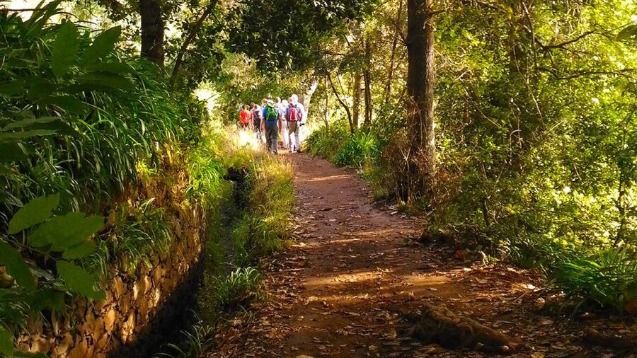 Madeira: Paradise Valley Levada Walk - Getting to the start: pickups from Funchal and beyond