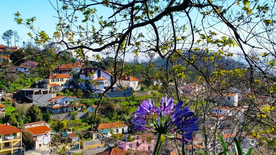 Madeira: Paradise Valley Levada Walk - What the guide does (and why it matters)