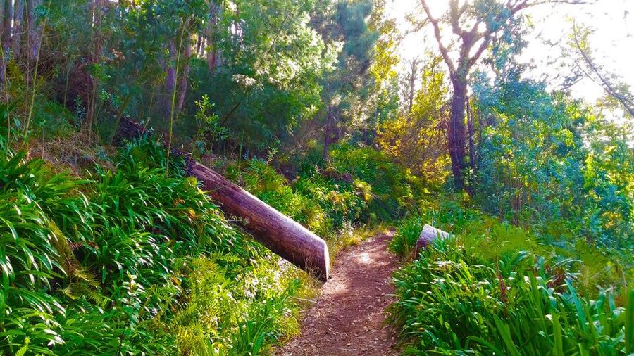 Madeira: Paradise Valley Levada Walk - Gardens, terraces, and the Camacha viewpoint